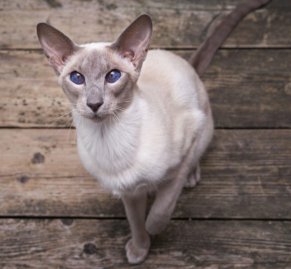 8 Best Hypoallergenic Cat Breed for Allergies (of 2023) 7 Oriental Shorthair